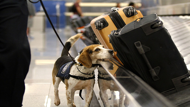 حیوان خانگی در فرودگاه امارات