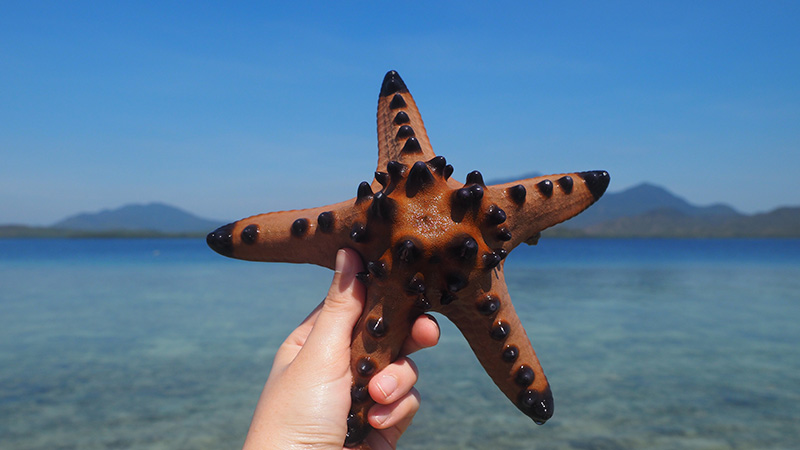 لمس ستاره دریایی