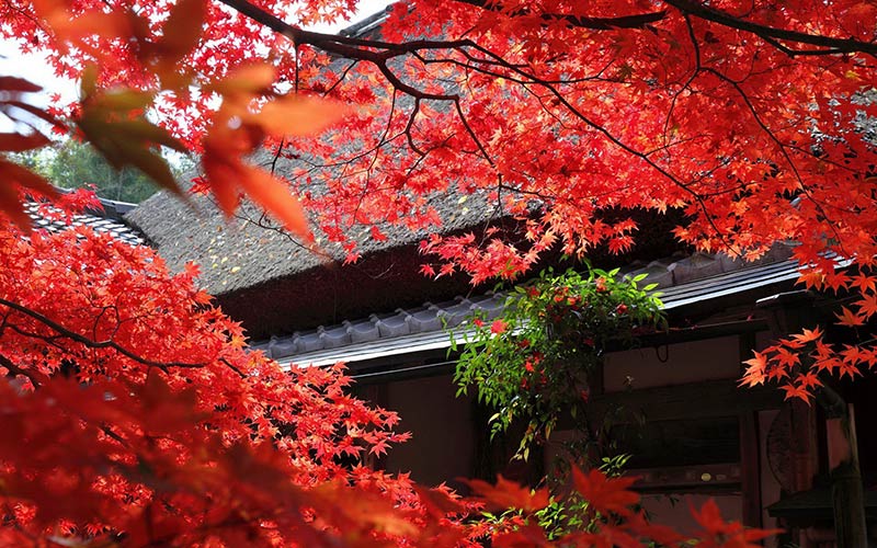 ژاپن در پاییز