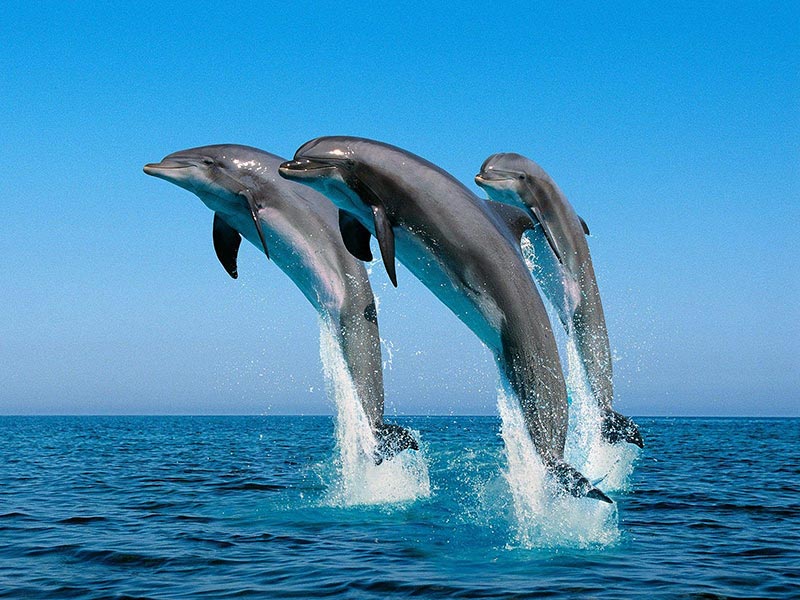 دلفین ساحل باتر فلای