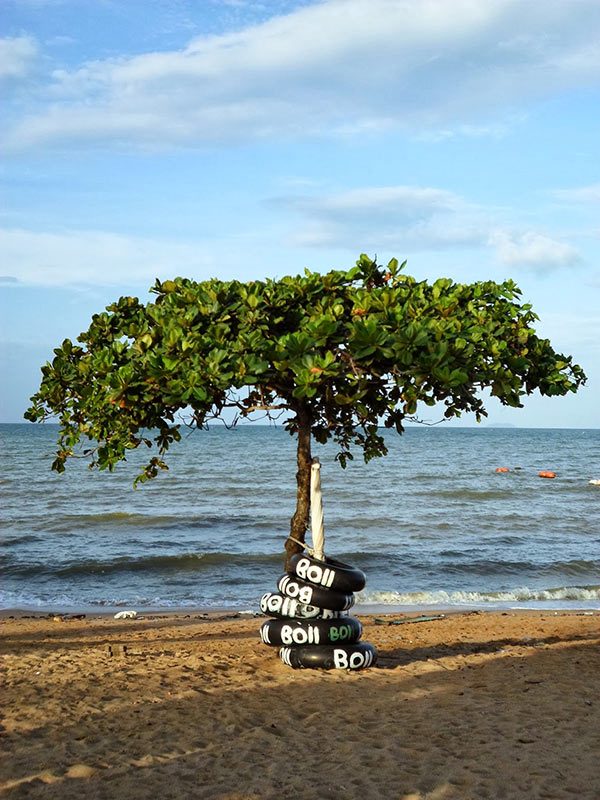 درختی در ساحل جامتین درختی در ساحل جامتین