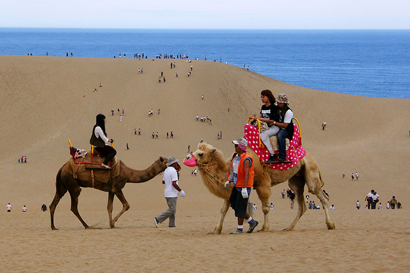 شتر سواری در تپه های توتوری شتر سواری در تپه های توتوری