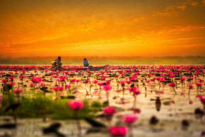 دریای نیلوفر قرمز در تایلند