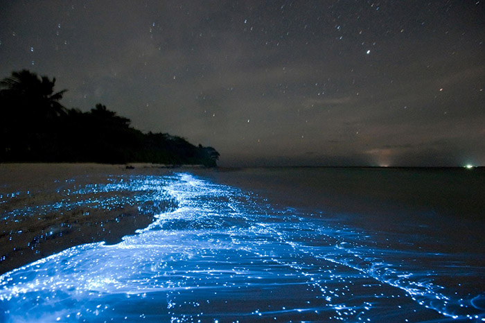 دریای ستاره ها در مالدیو