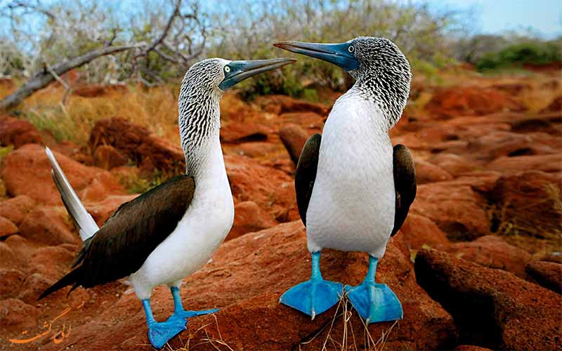 پرندگان جزایر گالاپاگوس