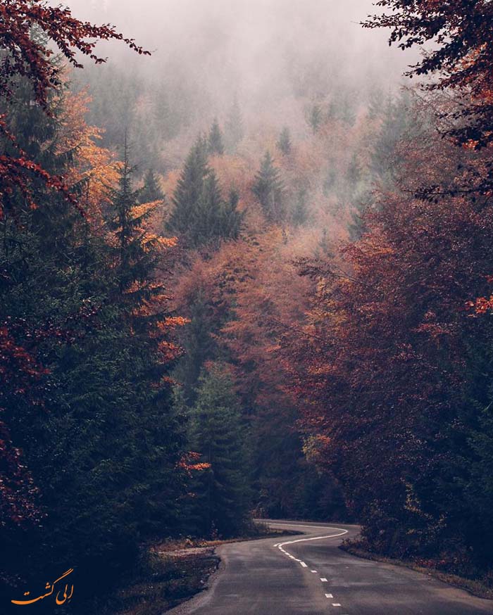 جنگل درختان راش در رومانی