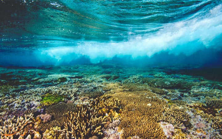 دنیای زیر آب مرجانی ها