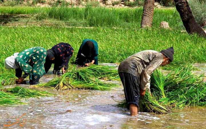کشت برنج ازمیغان