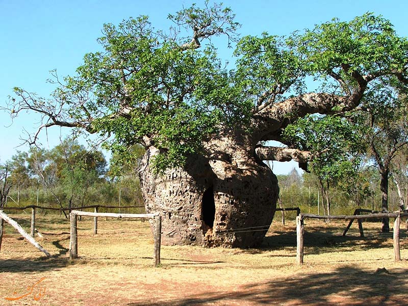 درخت بائوباب استرالیا