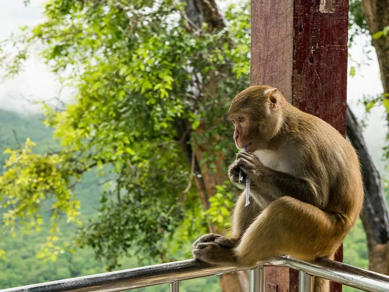 میمون های تایلند - الی گشت