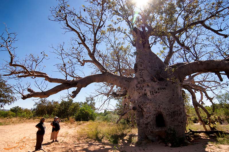 درختان بائوباب در استرالیا