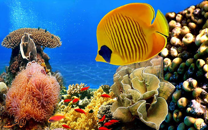ماهی های زیبای آکواریوم کیش ماهی های زیبای آکواریوم کیش
