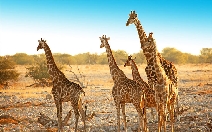حیات وحش نامبیا