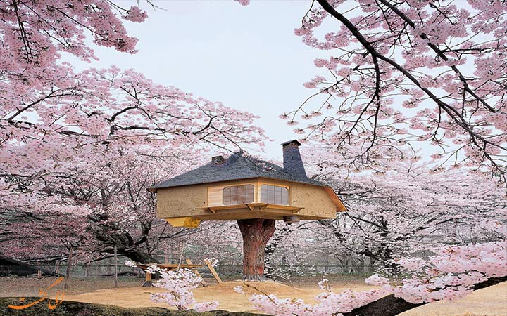 خانه ای در میان شکوفه ها