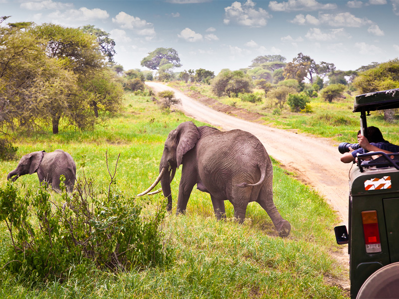 پارک های حیات وحش کنیا - الی گشت