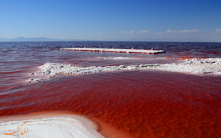 قرمزی دریاچه ارومیه