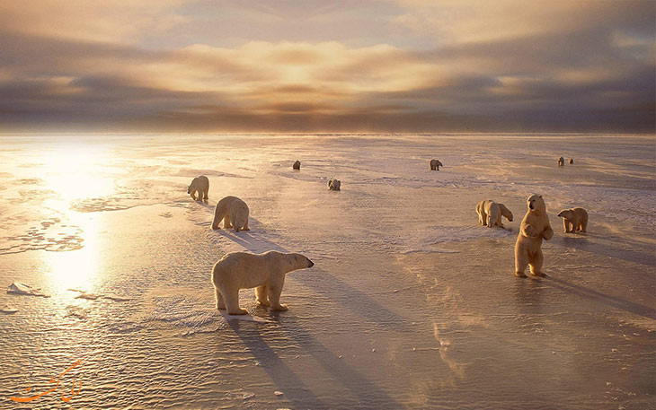 دیدن خرس قطبی در طبیعت