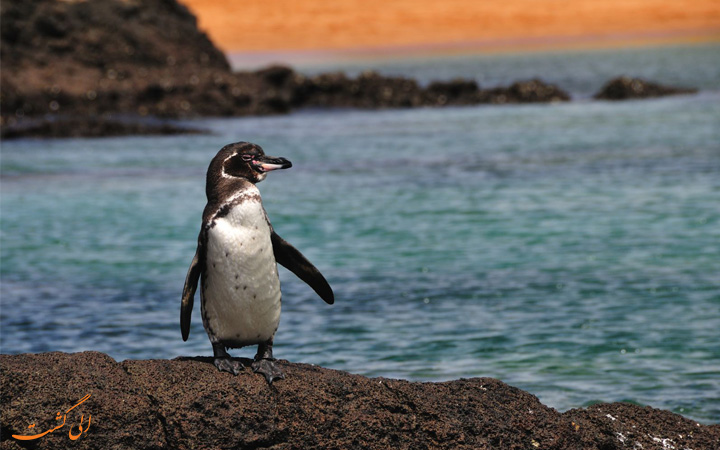 پنگوئن