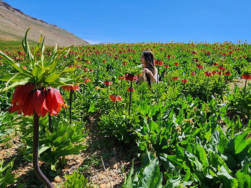 کوهرنگ - الی گشت