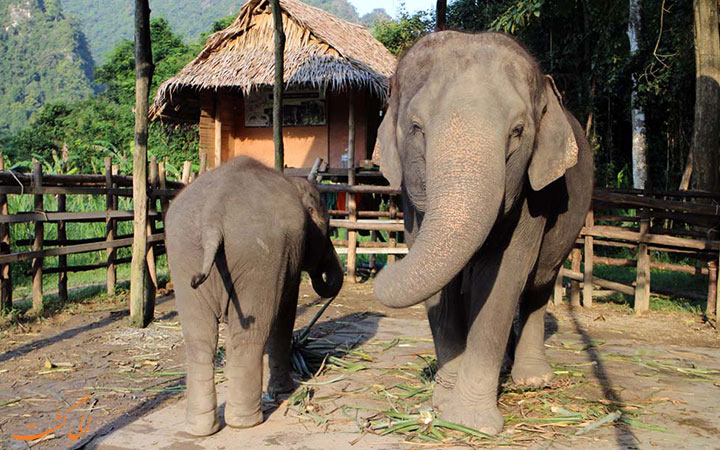 فیل های تایلند