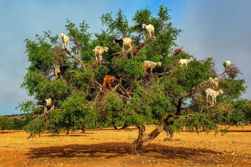 درخت بز در مراکش