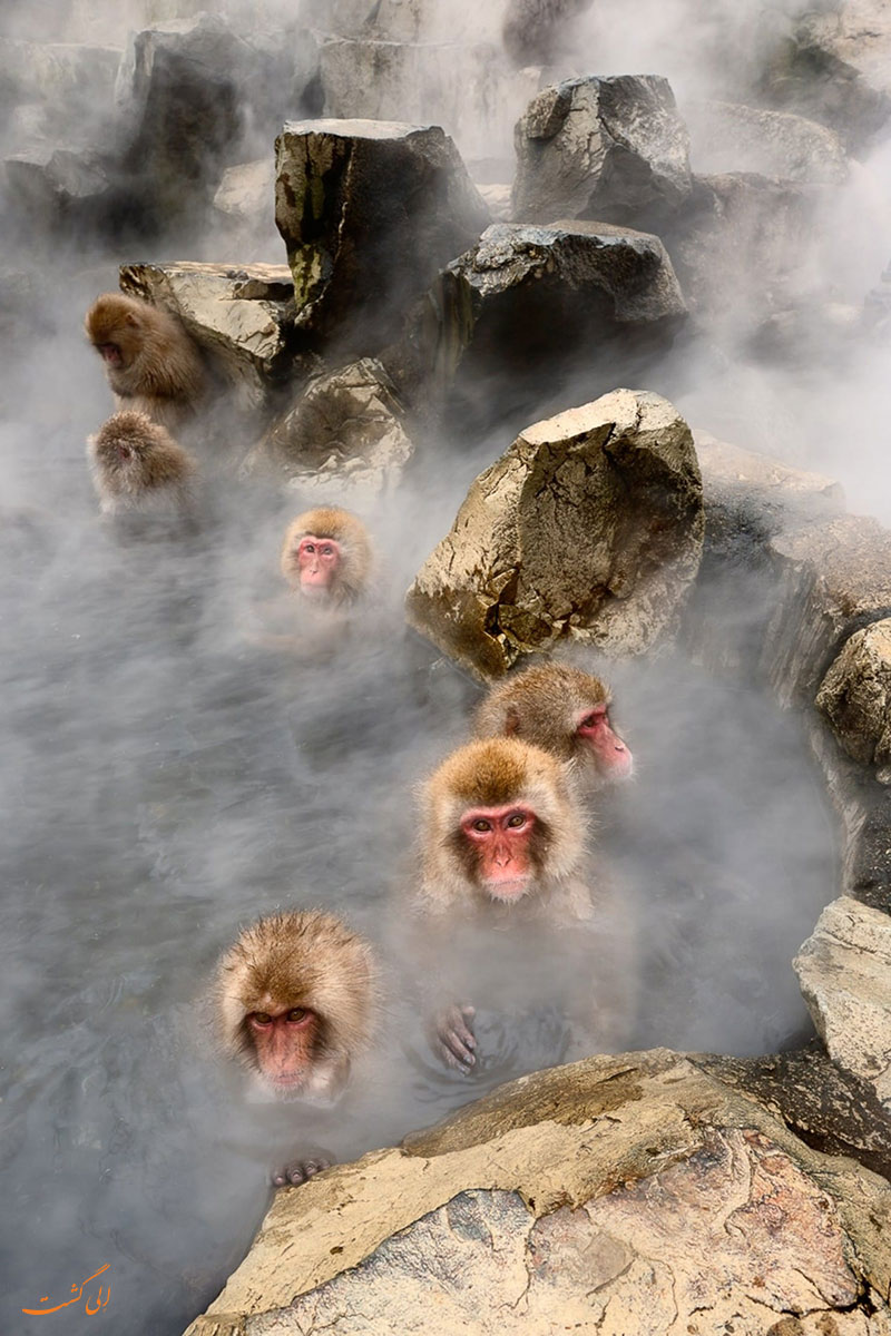 عکس میمون های ژاپنی
