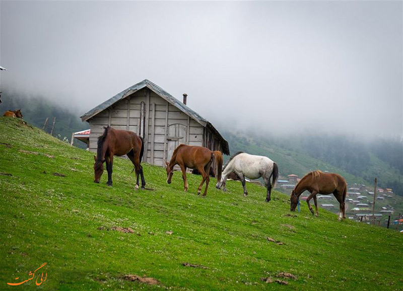اسب های روستای اولسبلنگاه اسب های روستای اولسبلنگاه