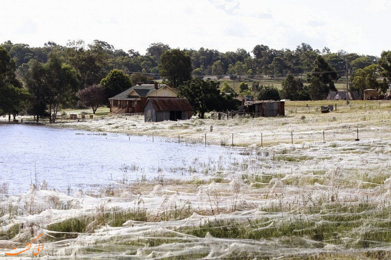 عکس باران عنکبوت در استرالیا