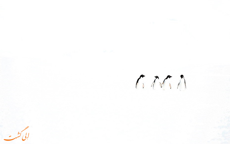 سه پنگوئن