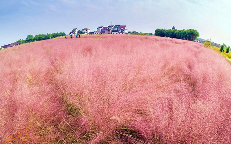 مزرعه ای خوشرنگ در چین مزرعه ای خوشرنگ در چین