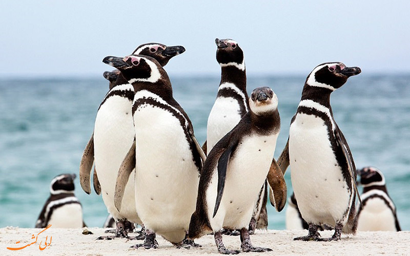 پنگوئن های دوست داشتنی