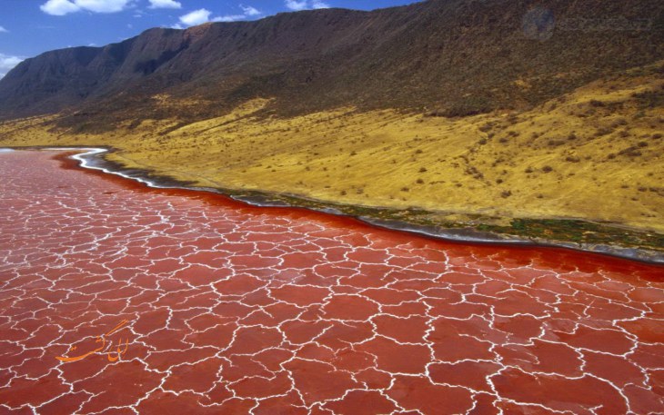 Lake natron calcified animals hoax - acawizard