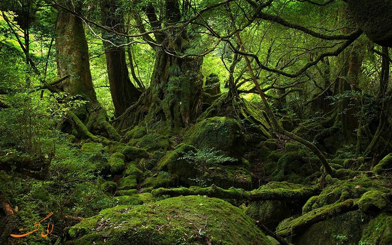 جنگل آئوکی گاهارا ژاپن