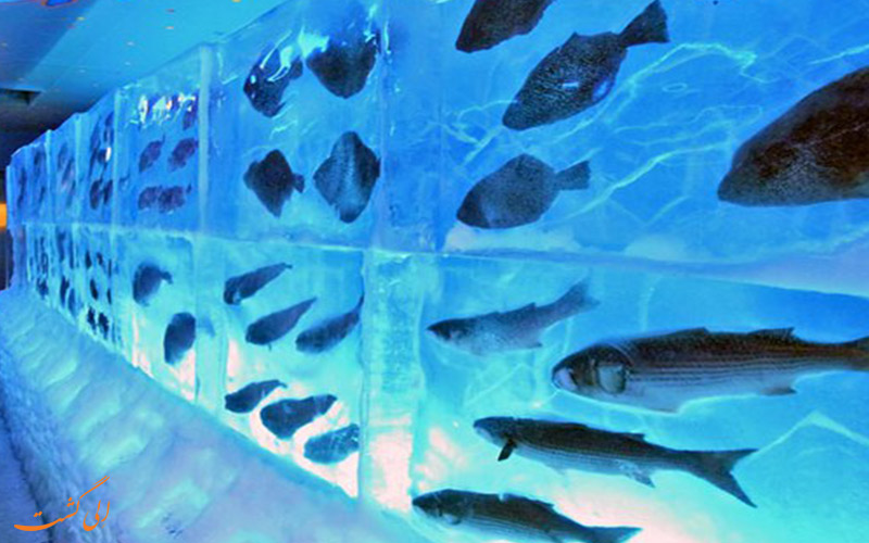 ماهی های یخ زده ی ژاپن