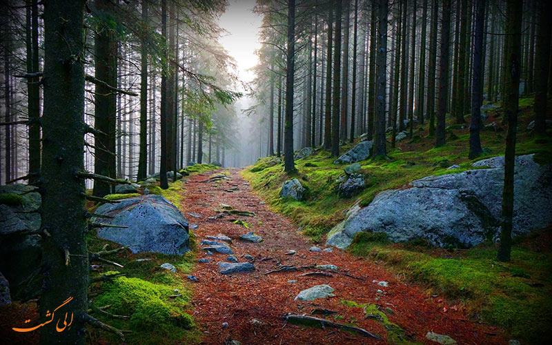 عکس جنگل سیاه آلمان