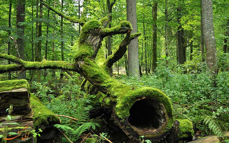 جنگل بیالوزیا در لهستان