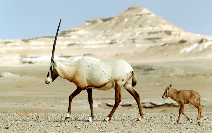 هواپیمایی قطر