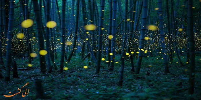جنگل بامبو در ژاپن