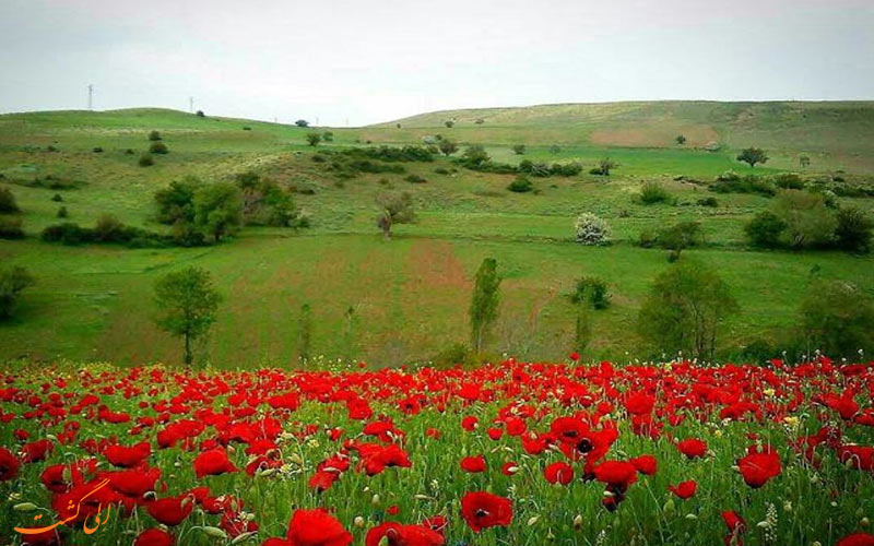 دشت شقایق ها