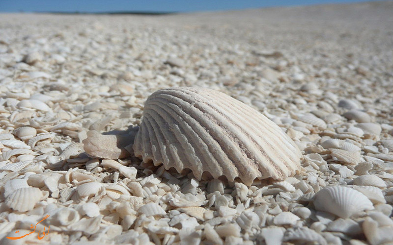 ساحلی پر از صدف در استرالیا
