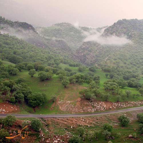 کلی