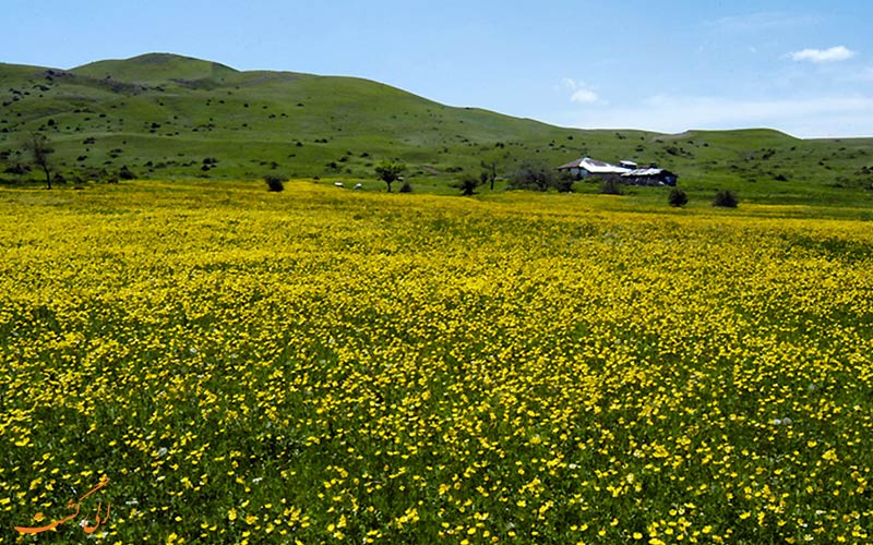 جنگل دیلمان