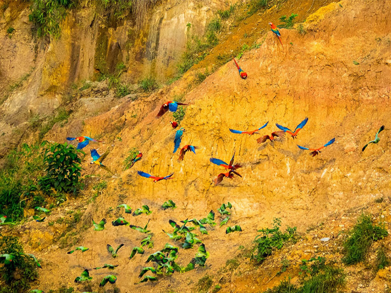 جنگل آمازون