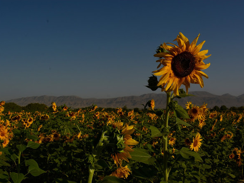 پارک ملی گلستان