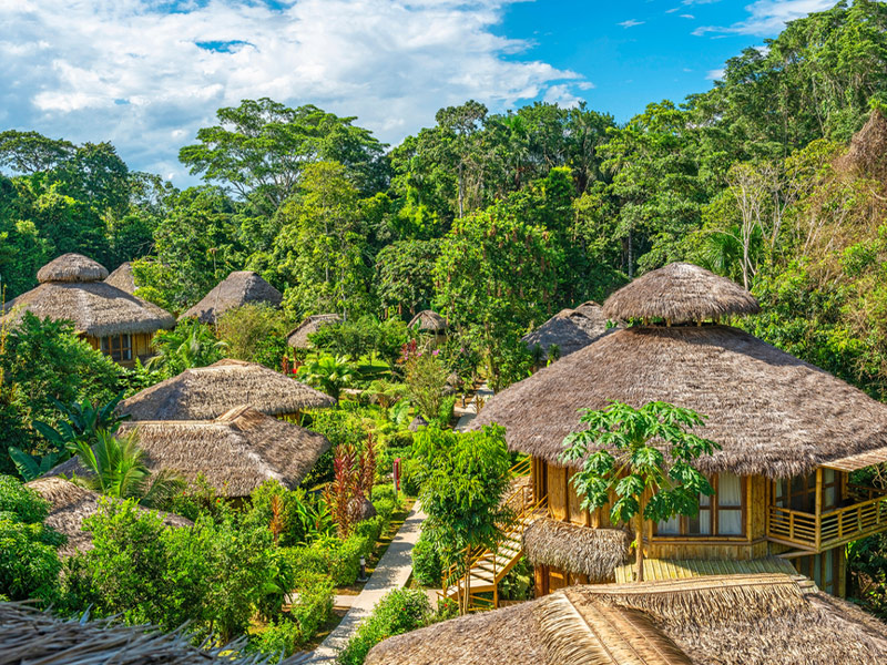 جنگل آمازون