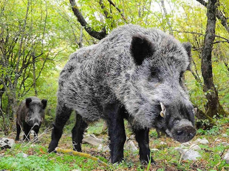 پارک ملی گلستان