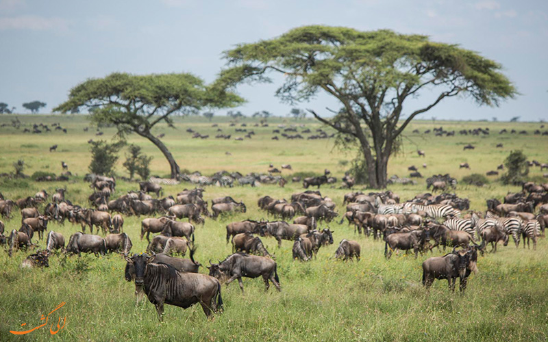 سرنگتی | Serengeti سرنگتی | Serengeti
