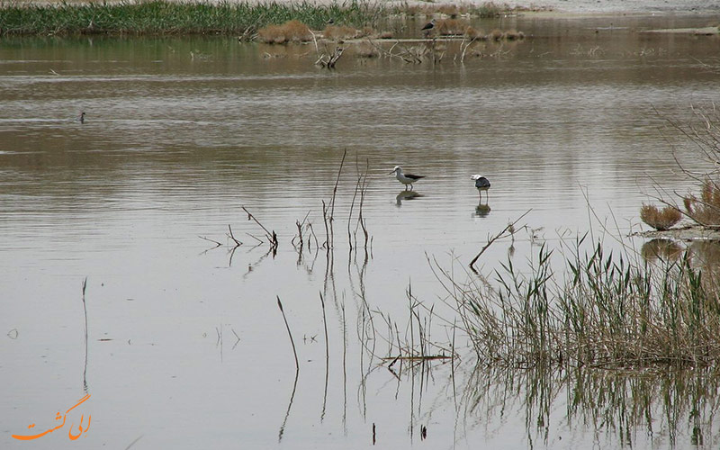 تالاب گاوخونی در اصفهان
