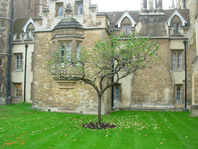 محل درخت سیب نیوتون