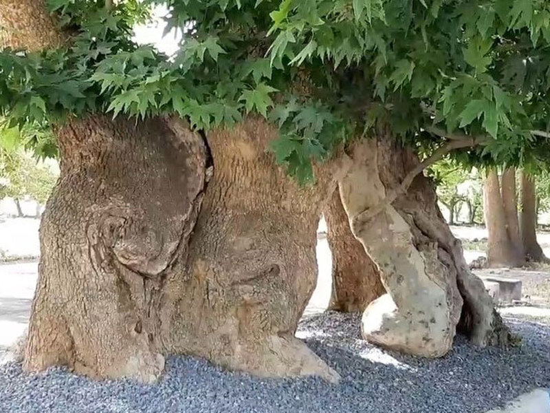 درود نیشابور